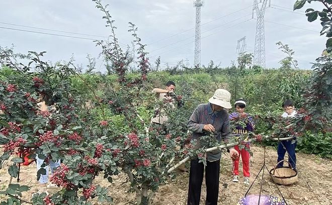 麦积四季：春花夏果 秋收冬制(图)(图7)