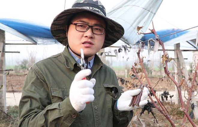 新澳门游戏葡萄除了成活率移植时间才是关键错过时机等于白忙活(图3)