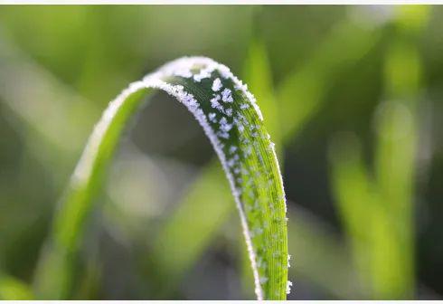 暴雪红色预警！这里的农作物如何防范“倒春寒”？(图3)