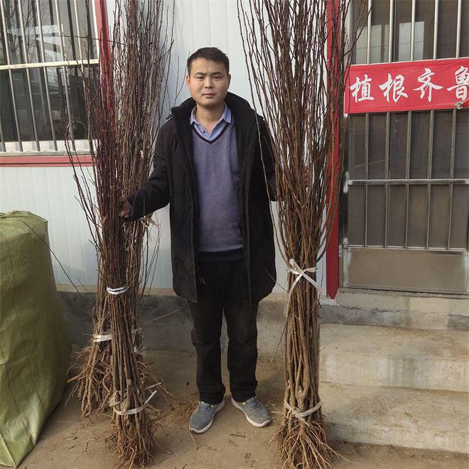 味帝李子苗种植前景与经济效益如何？栽植适应什么环境(图6)