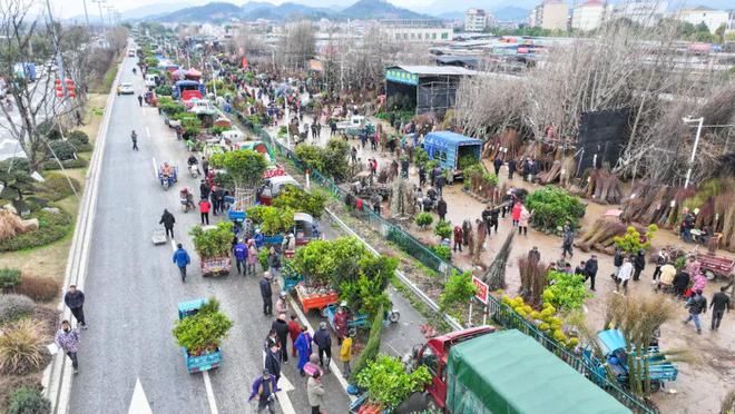 新春走基层丨春来苗木俏 购销正当时 澧浦花木城开市火爆(图1)