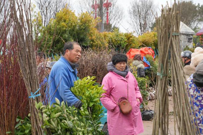 新春走基层丨春来苗木俏 购销正当时 澧浦花木城开市火爆(图3)