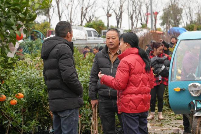 新春走基层丨春来苗木俏 购销正当时 澧浦花木城开市火爆(图2)