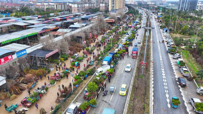 新春走基层丨春来苗木俏 购销正当时 澧浦花木城开市火爆(图5)