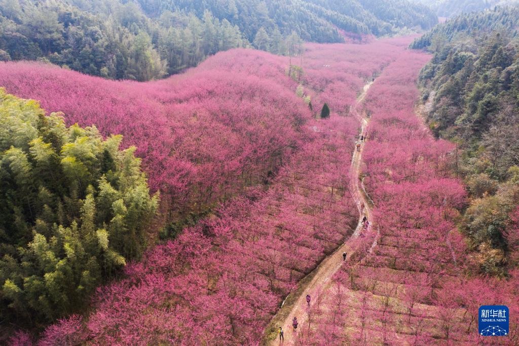 万株樱花迎春到(图1)