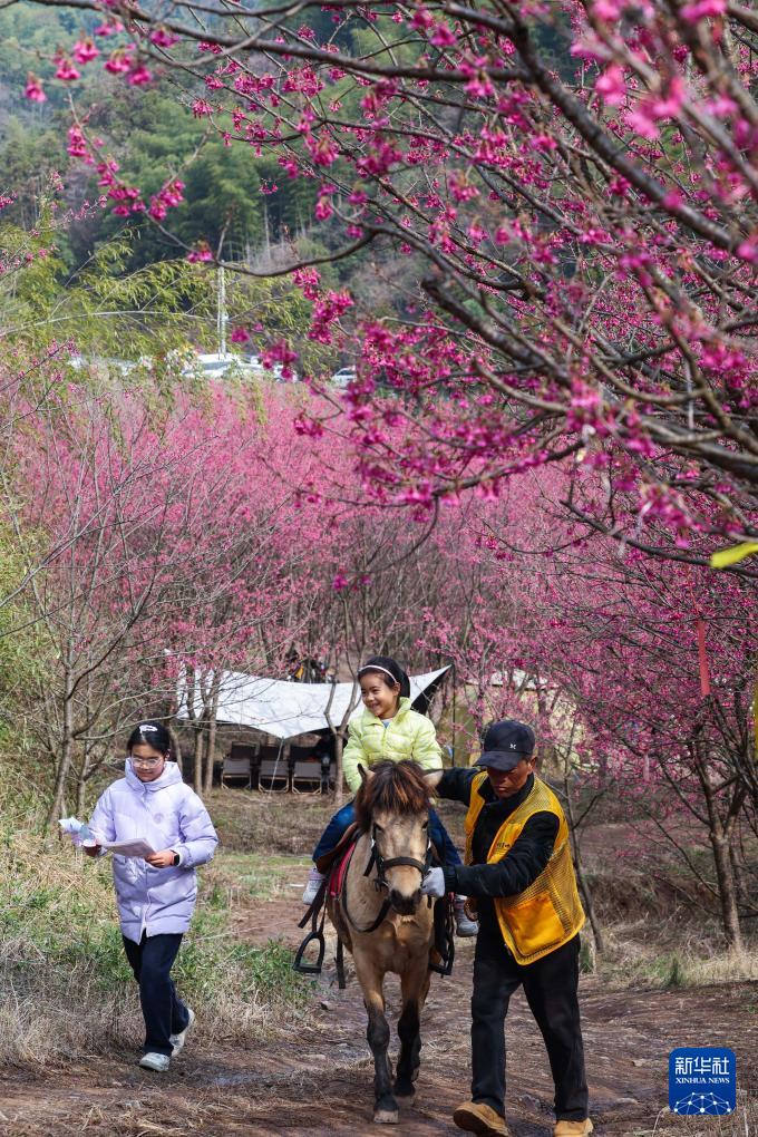 万株樱花迎春到(图2)