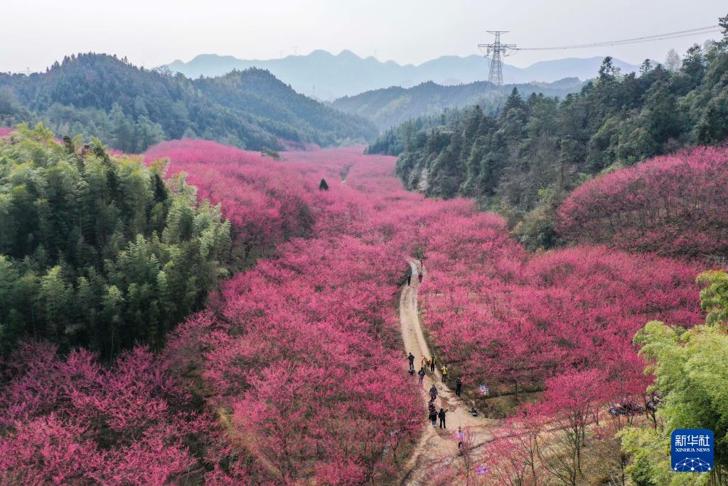 万株樱花迎春到(图5)