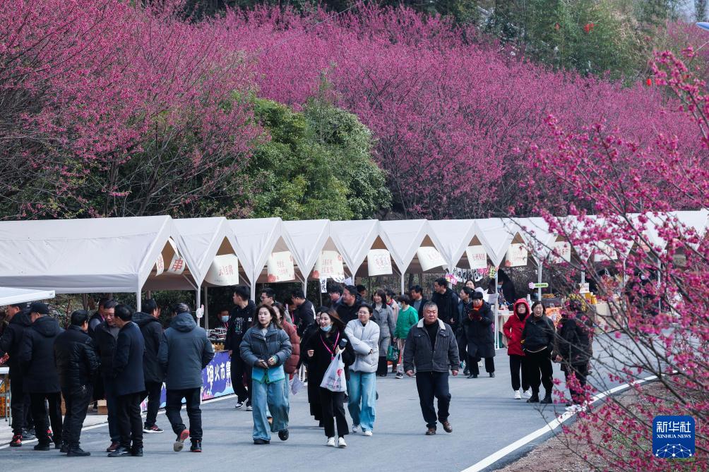 万株樱花迎春到(图6)