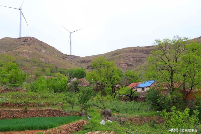 新澳门游戏五一前的胶东乡村实景：苹果开花、麦子抽穗、樱桃挂果(图1)