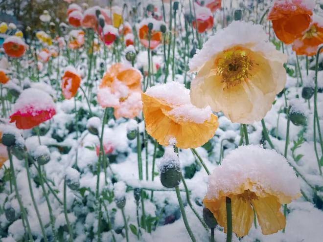 “雪落头人人愁白头”将至下雪有何预兆？农谚咋说(图1)