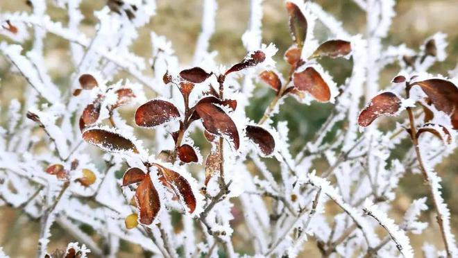 “雪落头人人愁白头”将至下雪有何预兆？农谚咋说(图3)