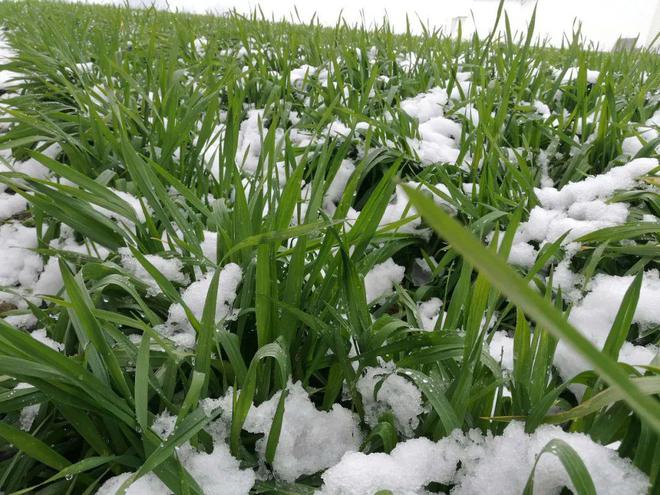 “雪落头人人愁白头”将至下雪有何预兆？农谚咋说(图2)