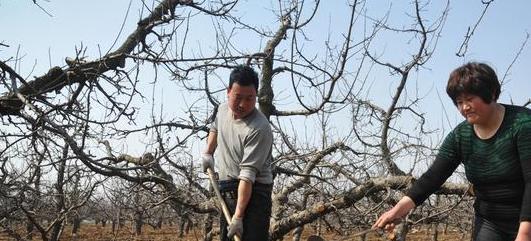 今年花牛苹果树上化肥不？(图1)