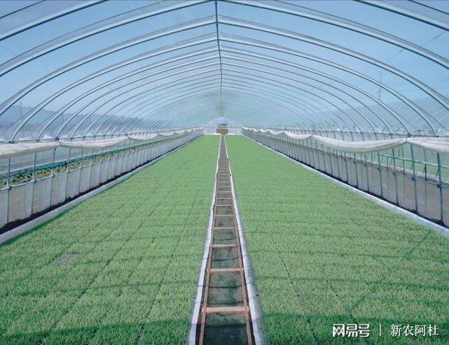 新澳门游戏现在做蔬菜种植怎么样大棚每亩成本为8000元左右(图4)