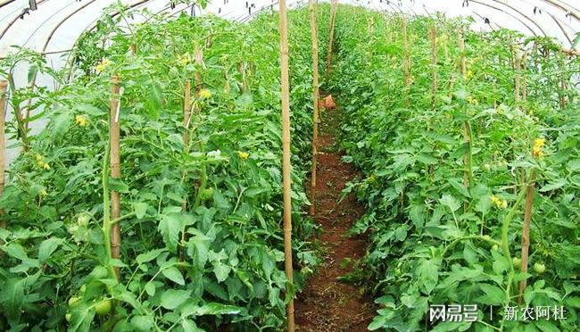 新澳门游戏现在做蔬菜种植怎么样大棚每亩成本为8000元左右(图1)