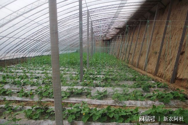 新澳门游戏现在做蔬菜种植怎么样大棚每亩成本为8000元左右(图2)