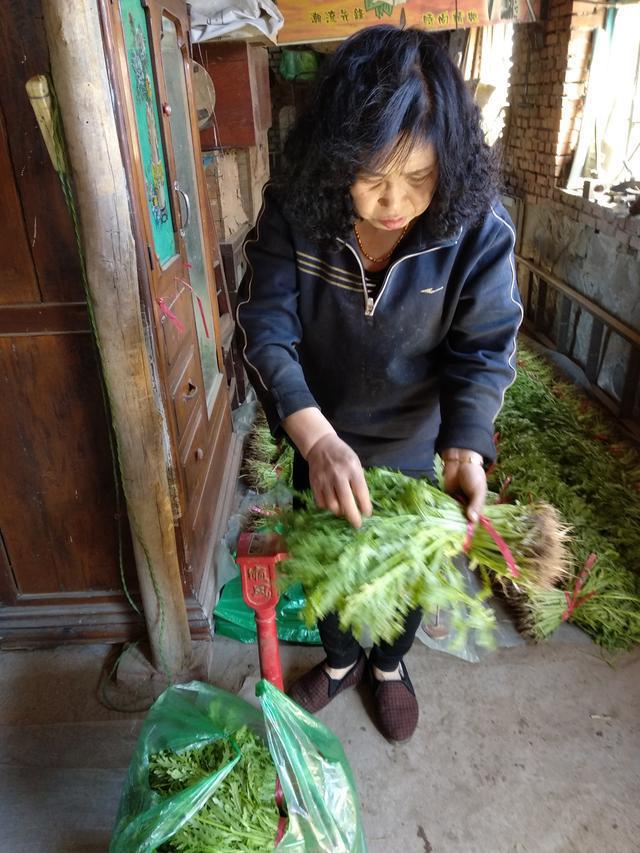 新澳门游戏网站入口种植蔬菜大棚不挣钱大家都知道今年春天有棚不种的后悔死了(图1)