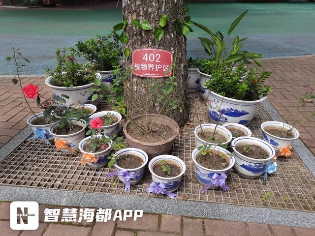 新澳门游戏福州一小学打造“花圃小镇”孩子们当起“护花使者”(图3)