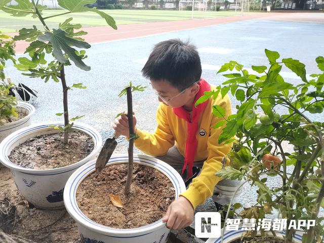 新澳门游戏福州一小学打造“花圃小镇”孩子们当起“护花使者”(图2)