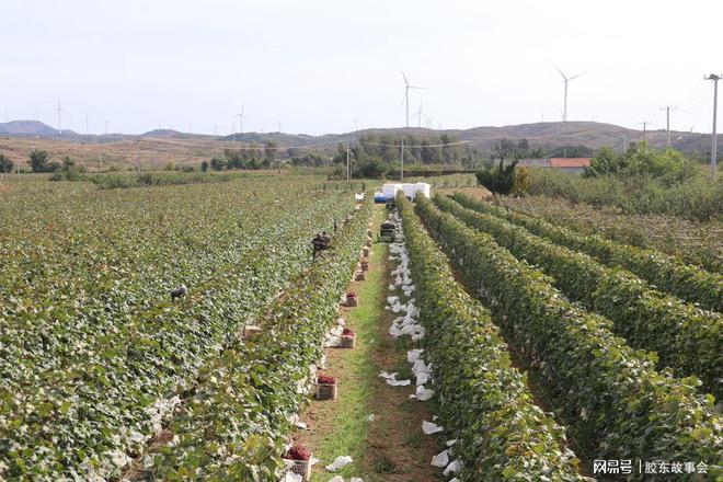 新澳门游戏网站入口海阳发城红提葡萄收获行情好于去年收购价每斤约55元(图1)