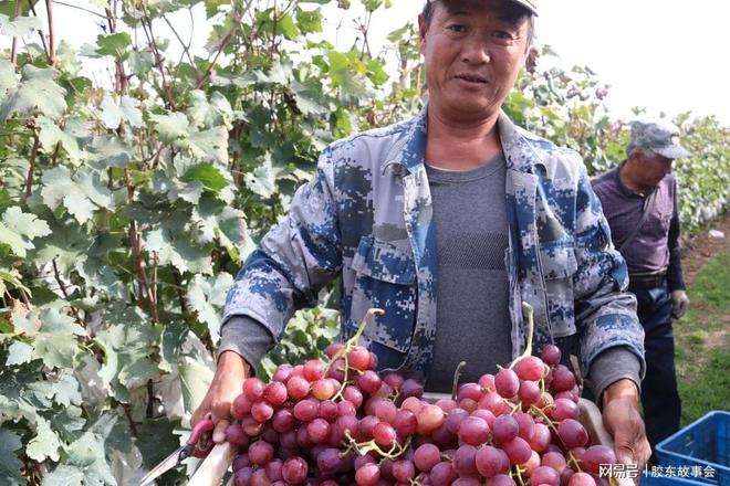 新澳门游戏网站入口海阳发城红提葡萄收获行情好于去年收购价每斤约55元(图4)