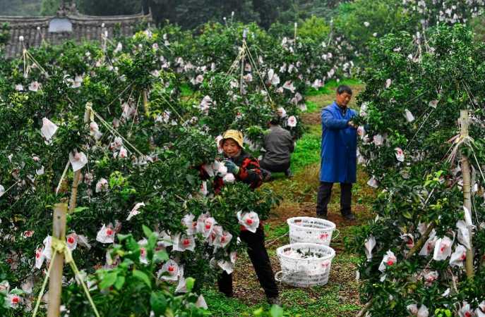 新澳门游戏网站入口当老师让我们去教最会种果子的人种果子(图3)