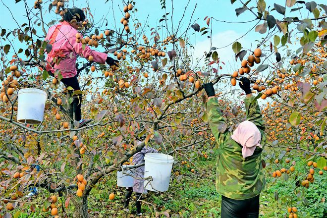 种植2年就结果16元一斤有价无市果农：又在炒苗子(图2)