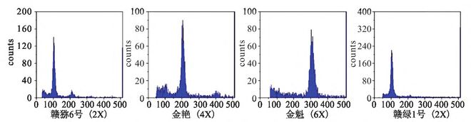 新澳门游戏网站入口赣绿 １ 号毛花猕猴桃的生物学特性和关键栽培技术解析(图1)