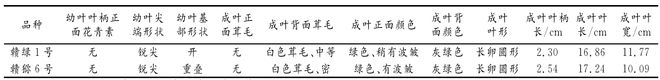 新澳门游戏网站入口赣绿 １ 号毛花猕猴桃的生物学特性和关键栽培技术解析(图3)