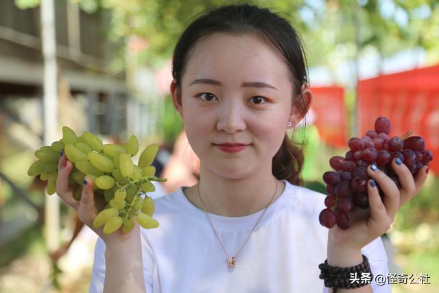 新澳门游戏湖北宜都：农民的葡萄公园开园采摘20元1斤农家美女代言(图1)