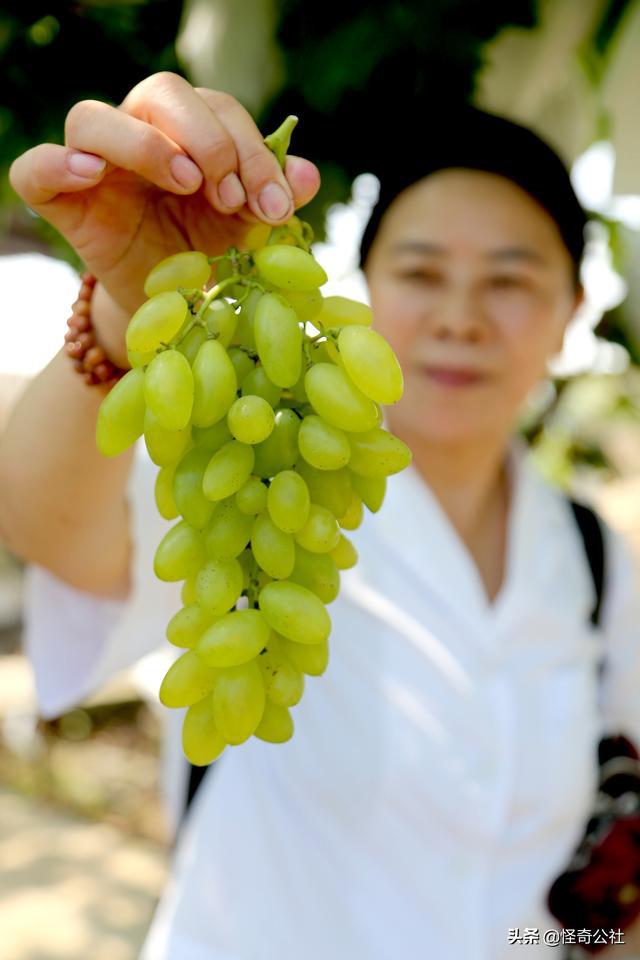 新澳门游戏湖北宜都：农民的葡萄公园开园采摘20元1斤农家美女代言(图7)