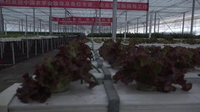 太原：科技助力农业生产 蔬菜大棚生机盎然(图4)