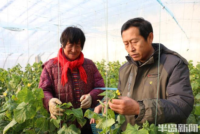 新澳门游戏村村有好戏丨“正高”农民拍视频圈粉十万种植户还开起了农校(图5)