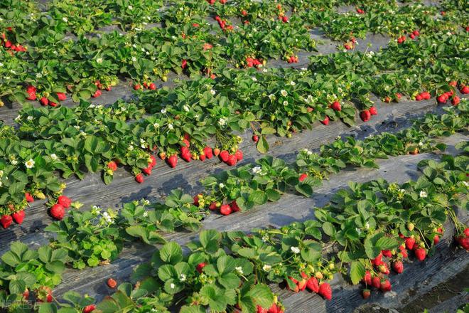 新澳门游戏草莓种植用什么肥？了解这些不踩雷(图3)