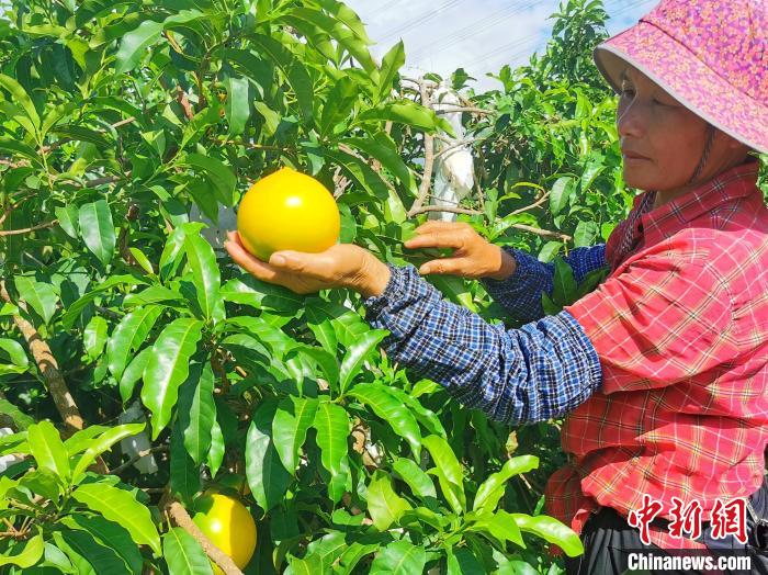 新澳门游戏网站入口广东台山黄晶果上市 “果中燕窝”主销高端商超(图1)