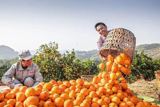 农夫山泉的赣南十年：脐橙、黄龙病和狗(图9)