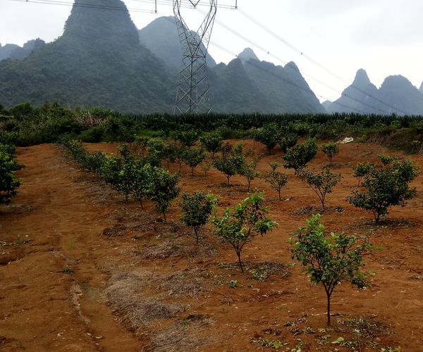 柑橘种植什么时候施肥好？改良土壤果品更优(图1)