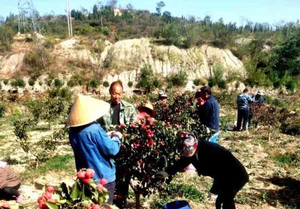 百年·百业·百人｜“五免”村支书王圈：3年栽种10万棵果树 半架荒山变花果山(图4)