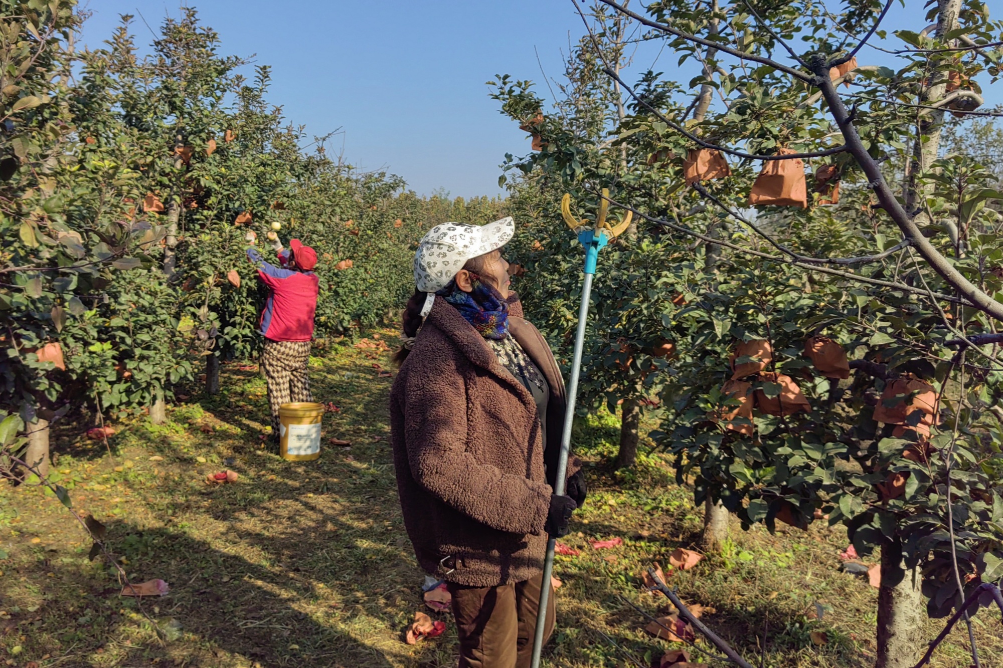 新澳门游戏河北定兴：苹果盈枝促增收(图3)