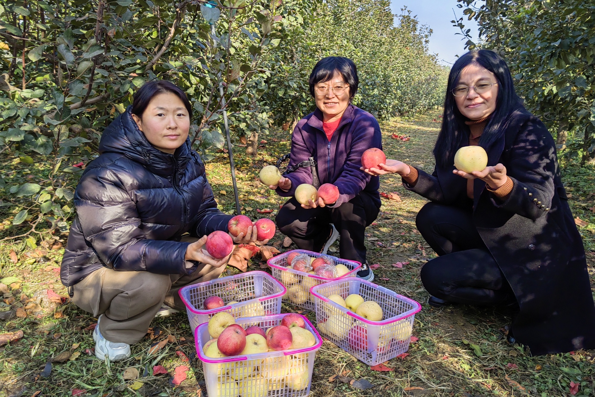 新澳门游戏河北定兴：苹果盈枝促增收(图4)