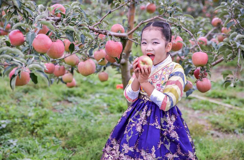 观长白丨看漫山遍野苹果花开!(图4)