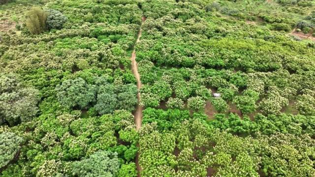 花开满山头龙颈果农忙碌盼丰收！(图7)