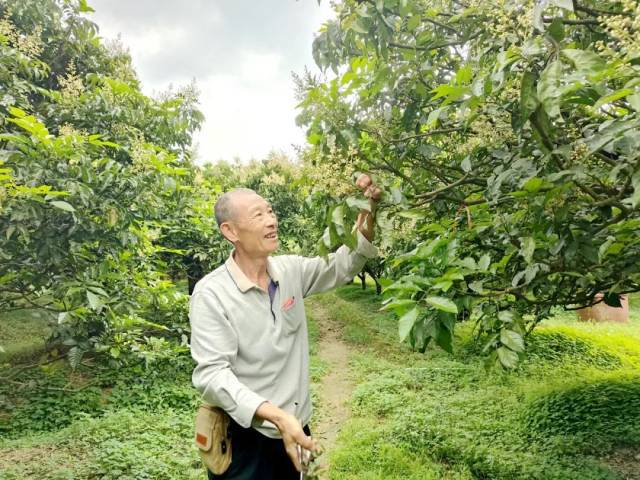 花开满山头龙颈果农忙碌盼丰收！(图3)