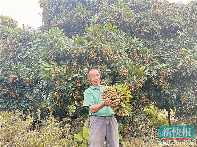 小年叠加天气因素致荔枝减产广州“采摘游”受影响(图2)