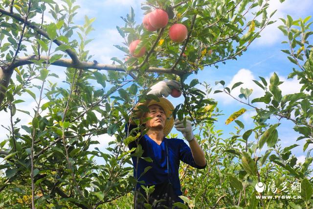 新澳门游戏印台区早熟苹果抢先上市(图3)