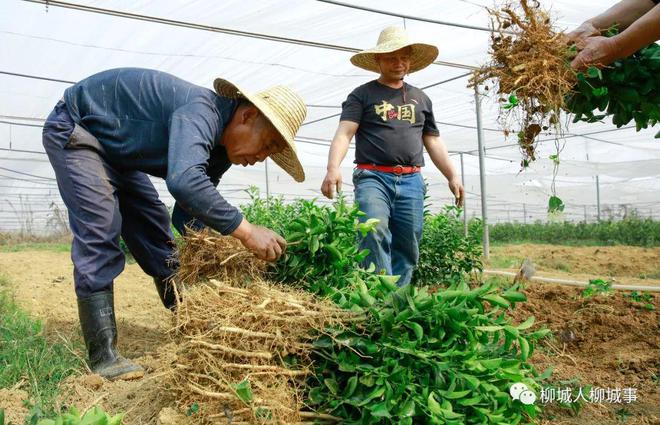 苗木走俏市场哪个苗木品种最受欢迎？(图6)