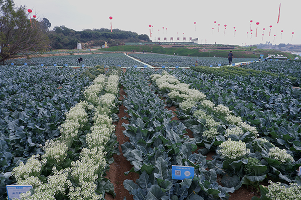 新澳门游戏网站入口厦种强芯 4300多个蔬菜品种亮相2023海峡两岸种博会(图3)