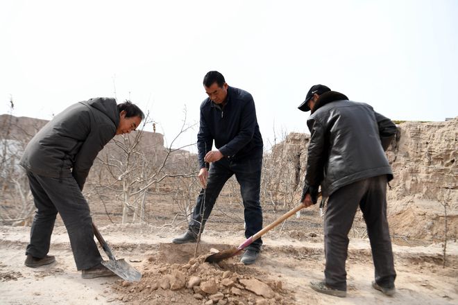 新华全媒+一棵“冰糖心”苹果的“苦尽甘来”(图1)