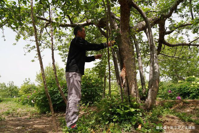 新澳门游戏网站入口农村40年苹果树经过“手术”1棵能卖5000元看看啥样子(图1)