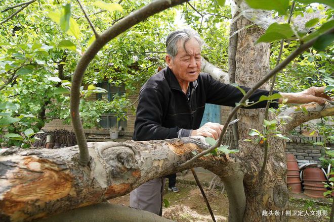 新澳门游戏网站入口农村40年苹果树经过“手术”1棵能卖5000元看看啥样子(图3)